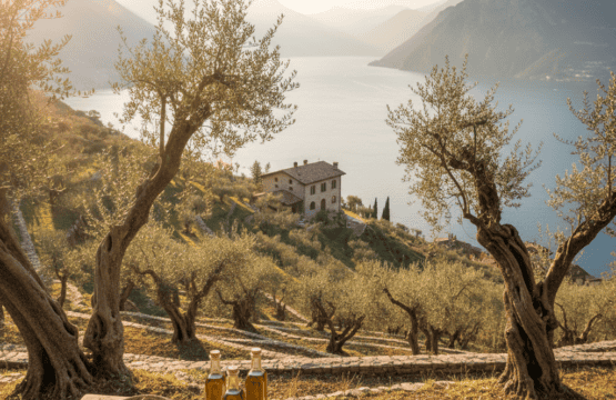 Une oliveraie du lac de Garde où sont exposées des bouteilles d'huile d'olive extra vierge et des olives fraîches